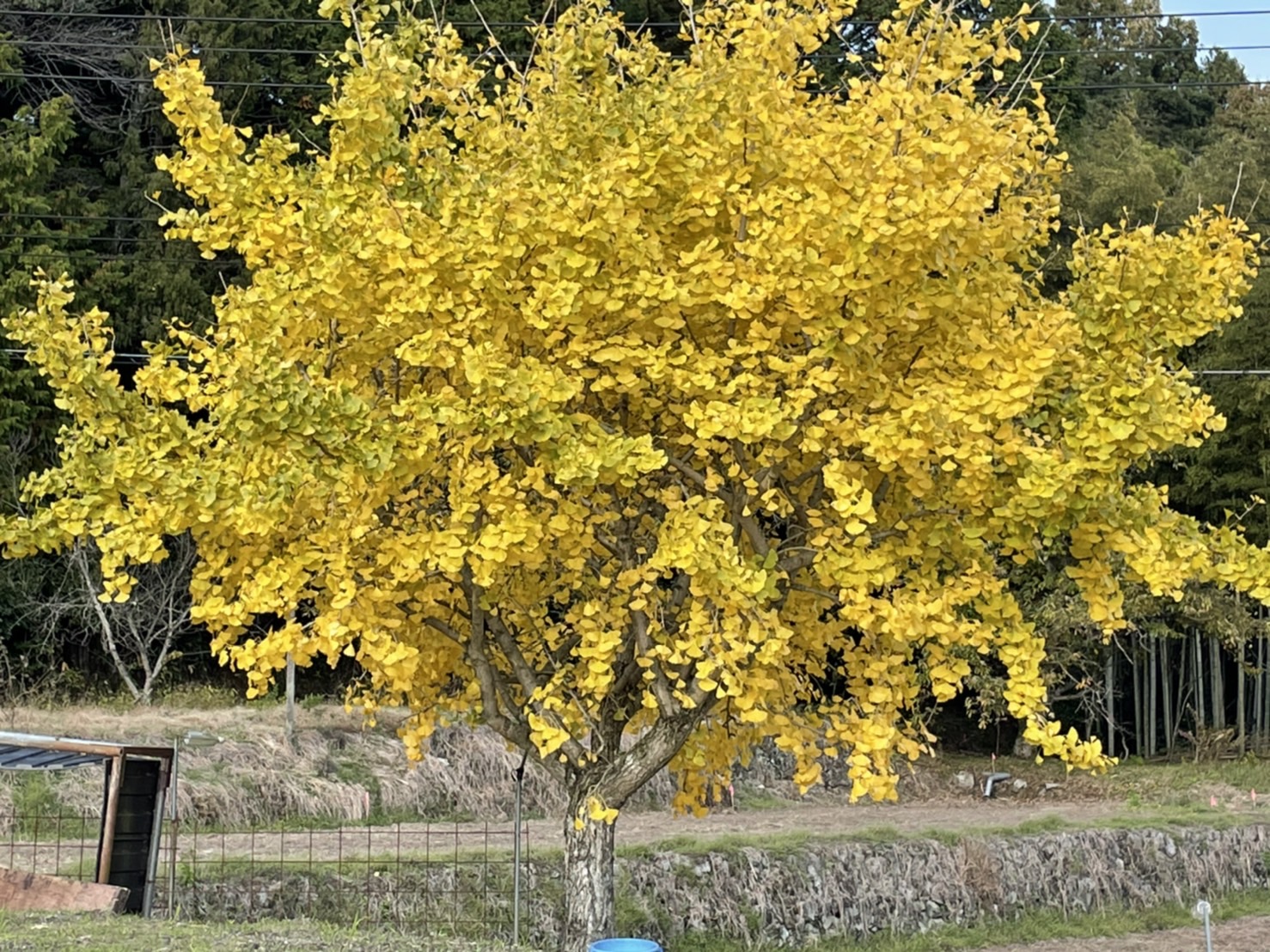 S__143327234.jpg
